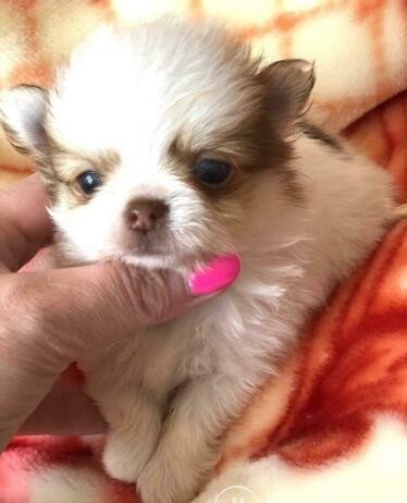 Mooie mannelijke Pomchi Puppy met papieren - Afbeelding 2