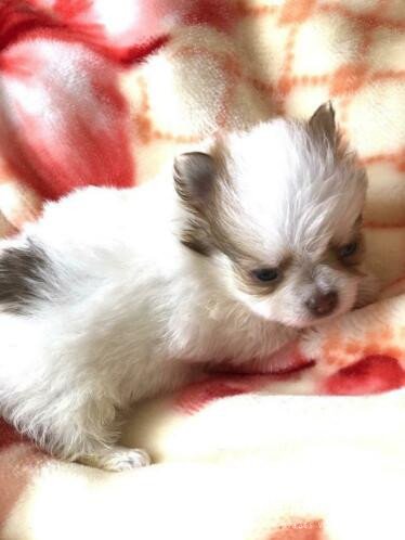 Mooie mannelijke Pomchi Puppy met papieren - Afbeelding 3