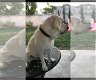 Labrador-puppy's voor adoptie - 0 - Thumbnail