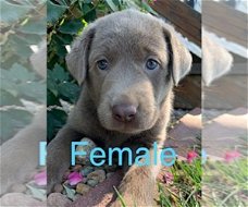 Labrador-puppy's voor adoptie