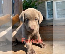 Labrador-puppy's voor adoptie