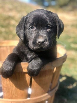 Labrador-puppy's voor adoptie - 1