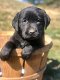 Labrador-puppy's voor adoptie - 1 - Thumbnail