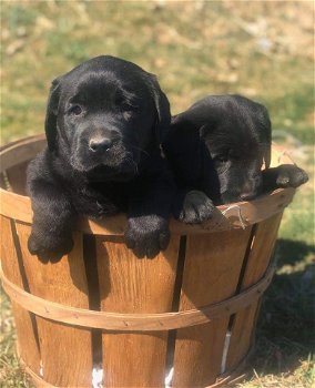 Labrador-puppy's voor adoptie - 1