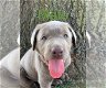 Labrador-puppy's voor adoptie - 1 - Thumbnail