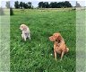 Labrador-puppy's voor adoptie - 0 - Thumbnail