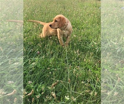 Labrador-puppy's voor adoptie - 1