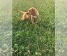 Labrador-puppy's voor adoptie - 1 - Thumbnail