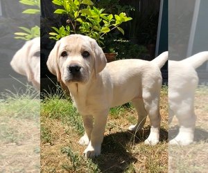 Labrador-puppy's voor adoptie - 1