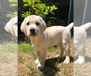 Labrador-puppy's voor adoptie - 0