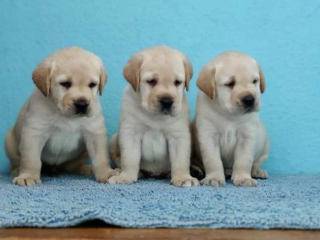 Labrador-puppy's voor adoptie - 1