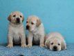 Labrador-puppy's voor adoptie - 2 - Thumbnail
