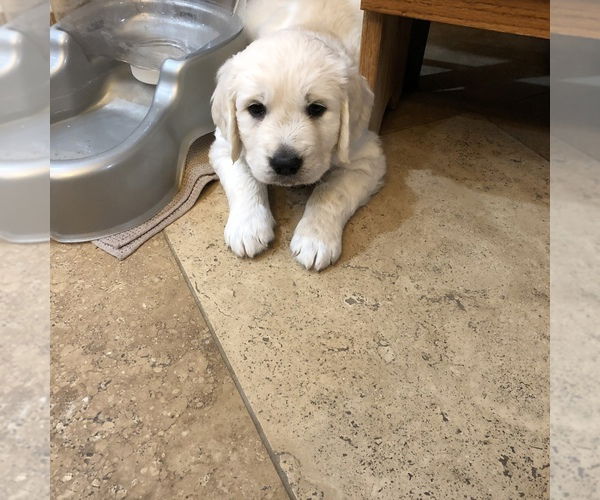 Kwaliteit Golden Retriever-puppy's - nr. 1