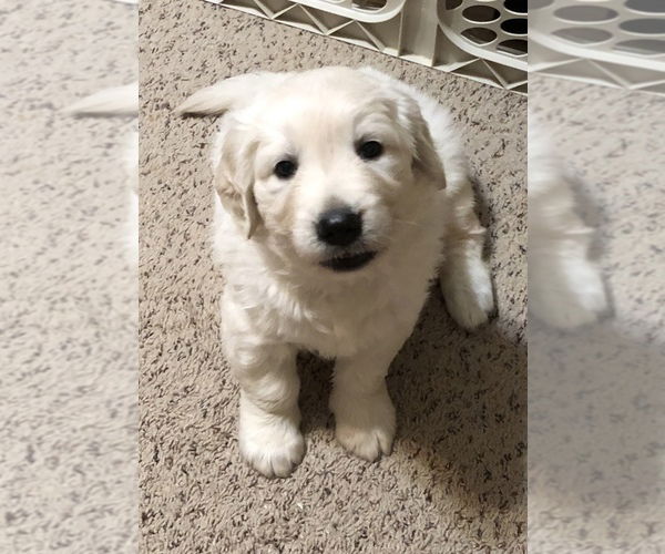 Kwaliteit Golden Retriever-puppy's - Afbeelding 2