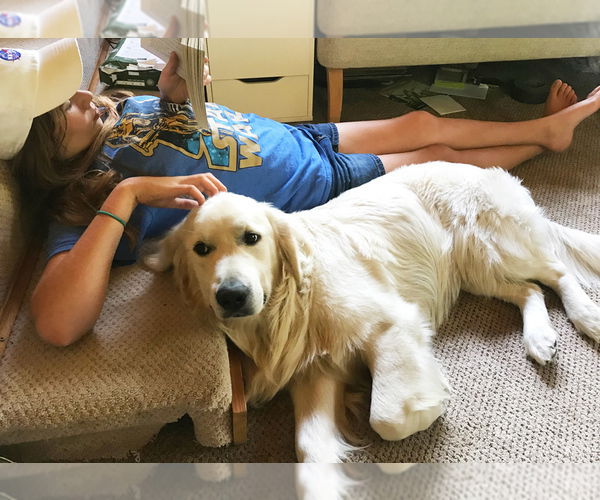 Kwaliteit Golden Retriever-puppy's - Afbeelding 3
