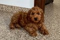 Mooi Cockapoo-Puppy dat voor altijd Huis zoekt. - 0 - Thumbnail