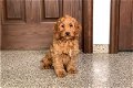 Schattige F1 cockapoo-puppy's - 0 - Thumbnail