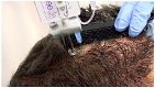 Micro hair pigmentation in Nederland - 0 - Thumbnail
