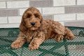 Schattige F1 cockapoo-puppy's - 0 - Thumbnail