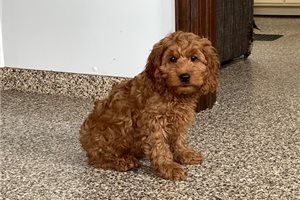 Schattige F1 cockapoo-puppy's - 0