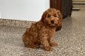 Schattige F1 cockapoo-puppy's - 0 - Thumbnail