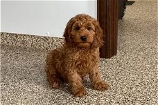 Schattige F1 cockapoo-puppy's