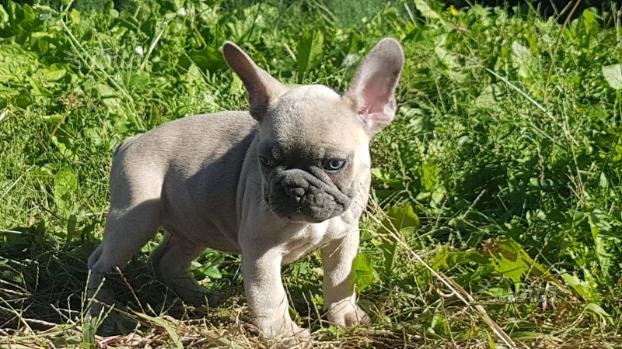 Mooie Franse Bulldog pups - 0