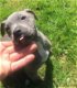 Amerikaanse pitbull blauw - 0 - Thumbnail