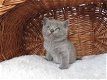 Brits korthaar kittens klaar om te gaan - 0 - Thumbnail