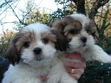  Mooie Shih Tzu Puppies