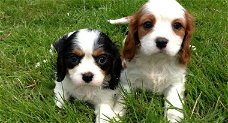 Cavalier King Charles-puppy's.