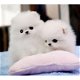 mooie Pommeren hond Pommeren puppies met stamboom - 0 - Thumbnail