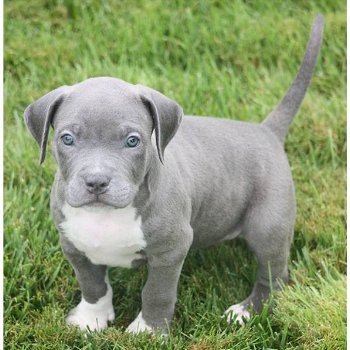 Supermooie pitbull terrier pups! - 0