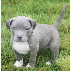  Supermooie pitbull terrier pups!