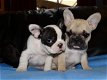 Franse Bulldog pups, Franse Bull fawn - gestroomd -bicolor - 0 - Thumbnail