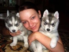 Twee Mooie Siberische Husky pups