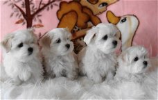 mini maltezer pups