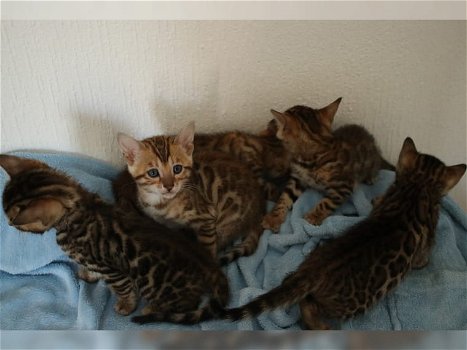 Familie beste vrienden Bengaalse kittens - 0