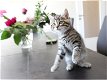 Familie beste vrienden Bengaalse kittens - 0 - Thumbnail