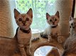 Familie beste vrienden Bengaalse kittens - 0 - Thumbnail
