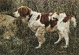 Hondenkaart Spaniel - 0 - Thumbnail