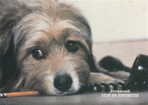 Protestcard stop de vivisectie - 0