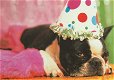 Verjaardagskaart Hond - 0 - Thumbnail