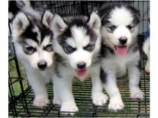 Twee Mooie Siberische Husky pups