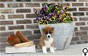 Supermooie Shiba Inu pups! - 0 - Thumbnail