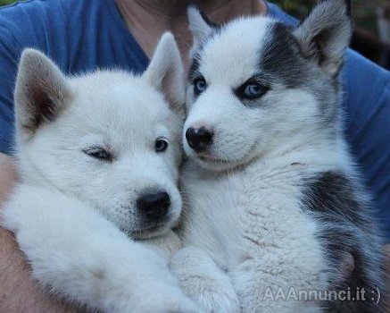 Mooie Siberische Husky pups - 0