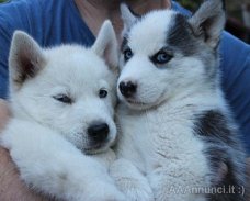 Mooie Siberische Husky pups 