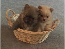 Mini dwergkees pups