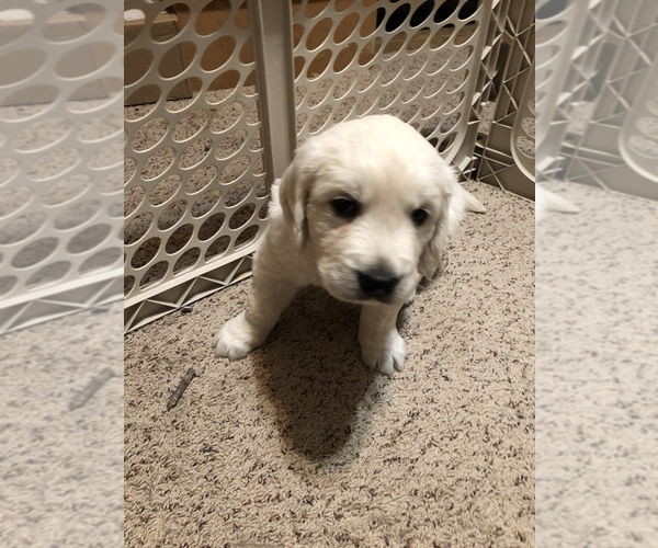 Schattige Golden Retriever-puppy's - nr. 1