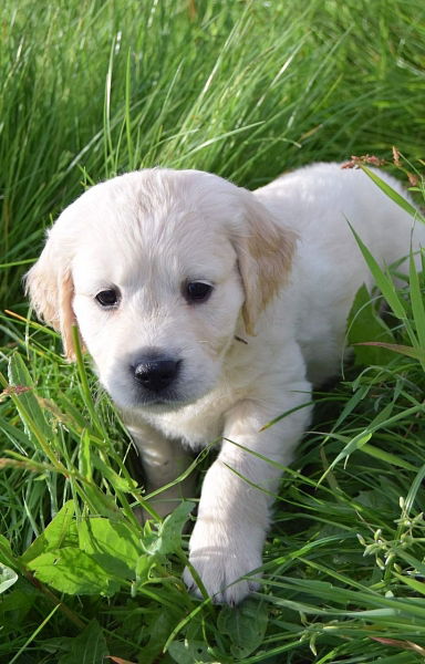 Schattige Golden Retriever-puppy's - Afbeelding 2